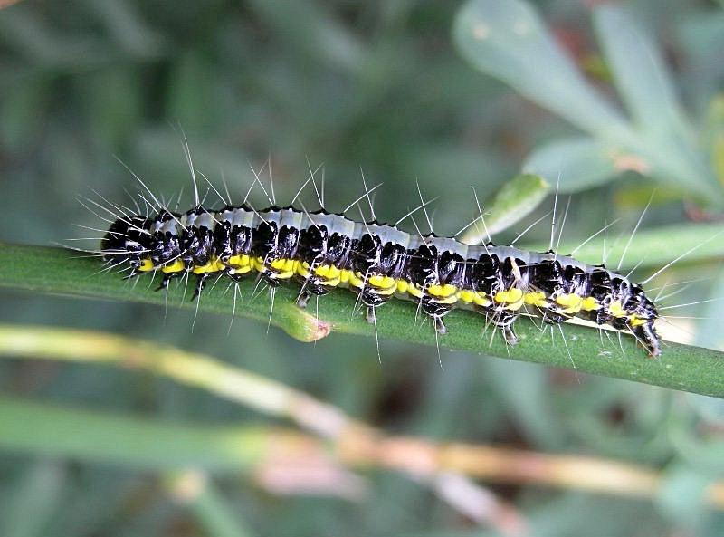 Bruco di Uresiphita gilvata